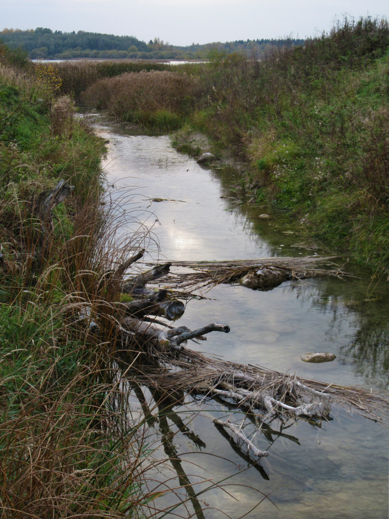 Река оредеж фото ленобласть